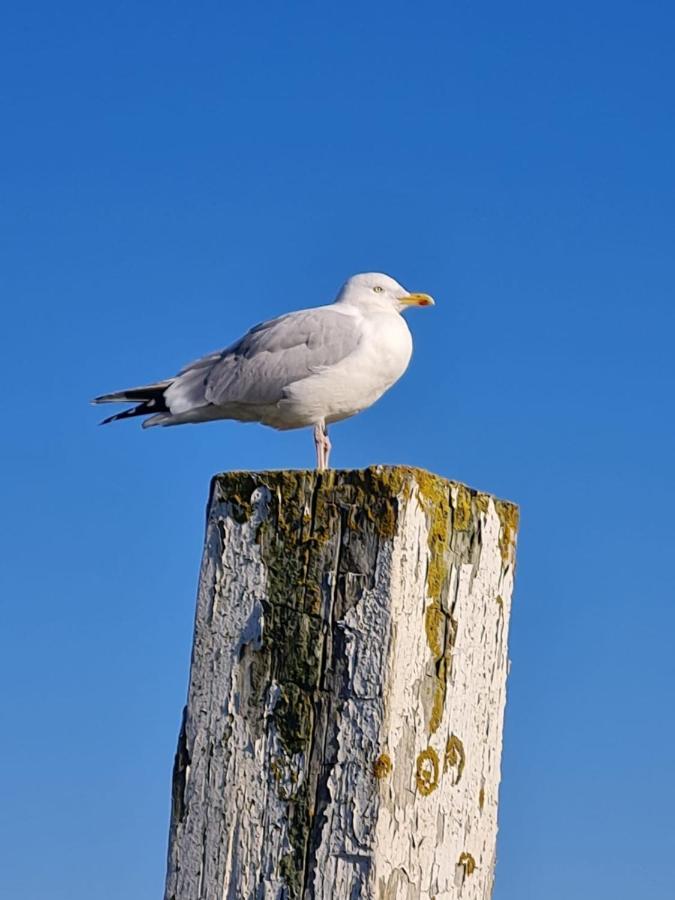 Fewo Mit Meerblick - Direktzugang Zur Nordsee Lejlighed Wilhelmshaven Eksteriør billede